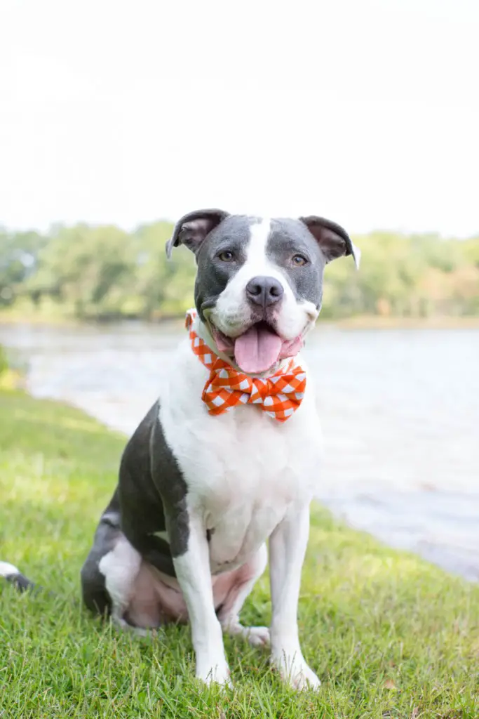 dog friendly wedding idea - bow tie for dogs