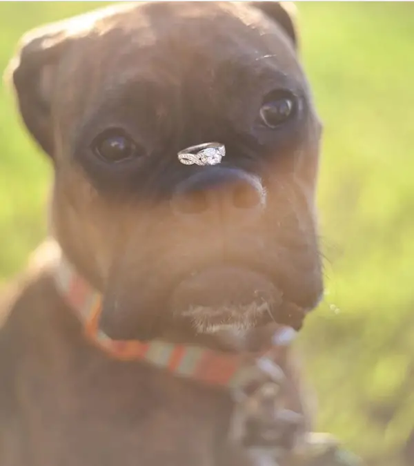 dog with engagement ring - photo by Kelly Ginn Photography - midsouthbride.com