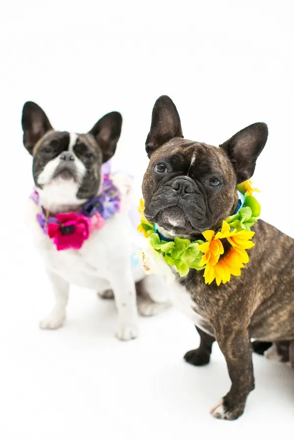 flower collar for dogs for weddings