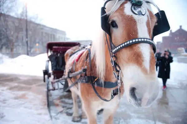 winter wedding inspiration - winter wedding horse carriage