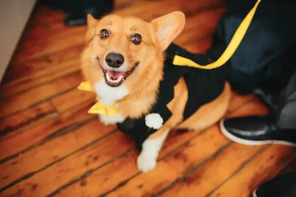 corgi dog wedding party - photo by Sean Dorgan - midsouthbride.com