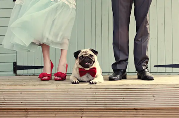 dog with bow tie - Dottie Photography - midsouthbride.com