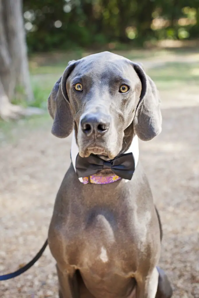 wedding day dog in a bowtie - photo by Taylor Square Photography - midsouthbride.com