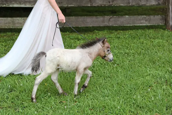 farm bridal shoot from Confete Events in Mississippi weddings 34 - midsouthbride.com