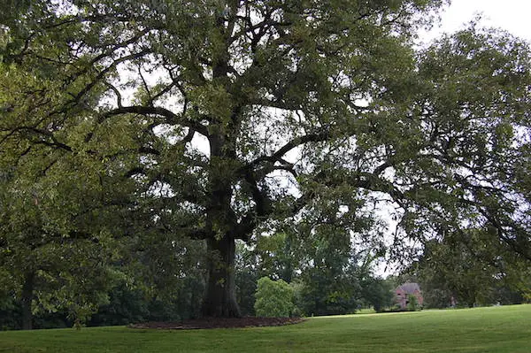 Memphis Wedding Venue - The Bridge at Chrisleigh Farm Big Tree