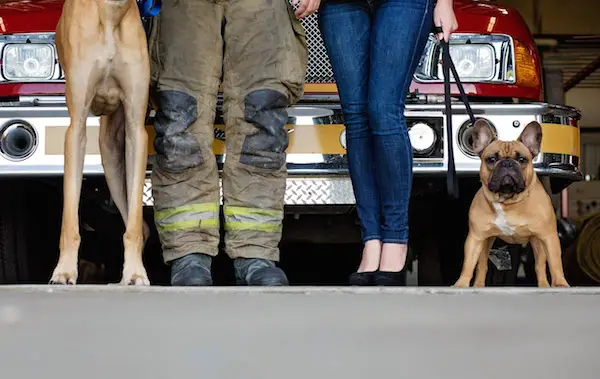 Christine & Zac's dogs in front of fire truck for Engagement Session - photo by Crystal Brisco Photography  